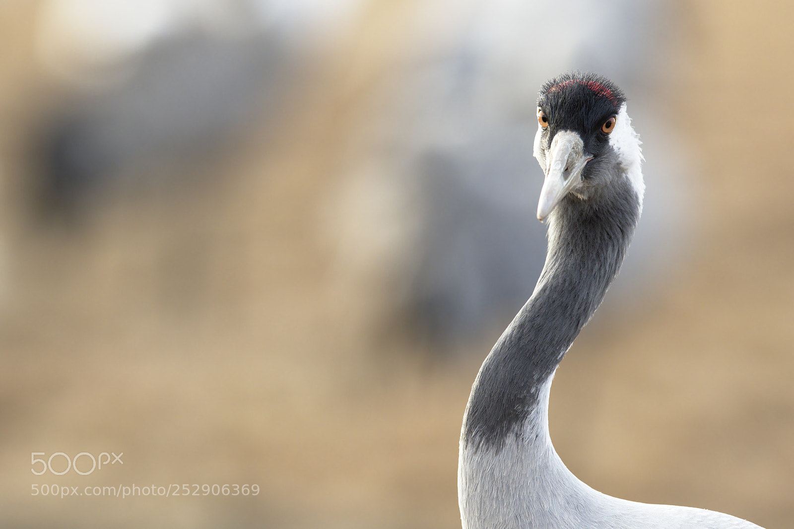Nikon D500 sample photo. Crane #3 photography