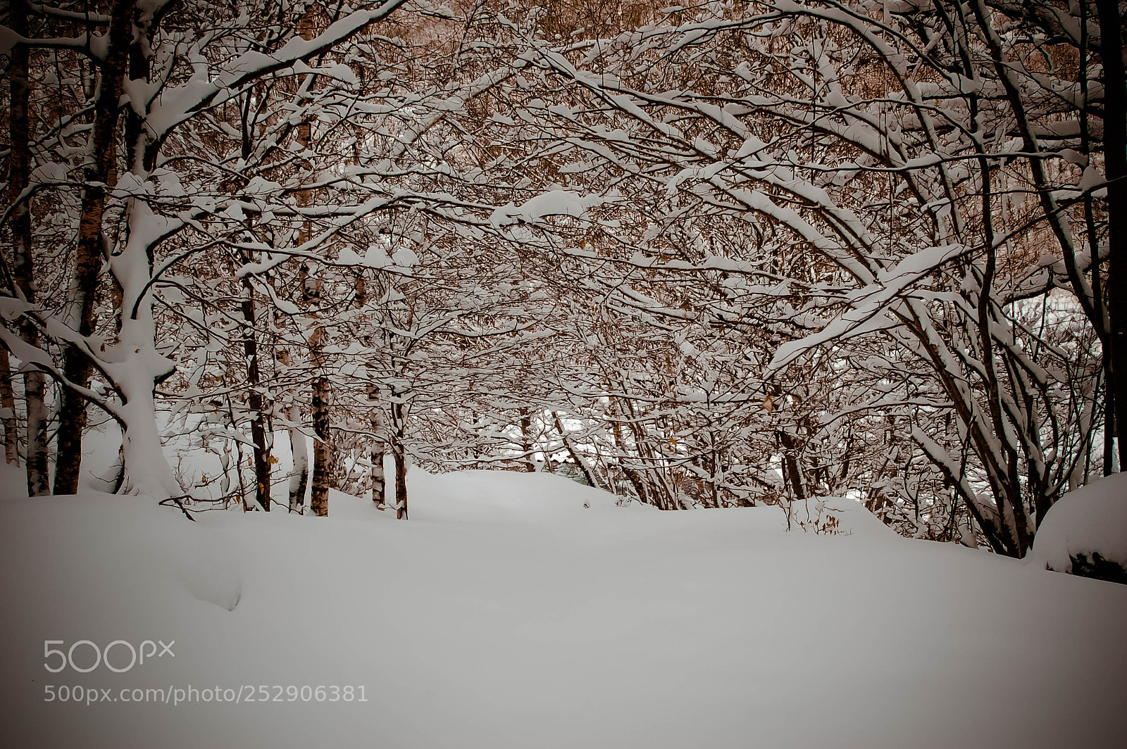 Nikon D50 sample photo. Snow forest photography