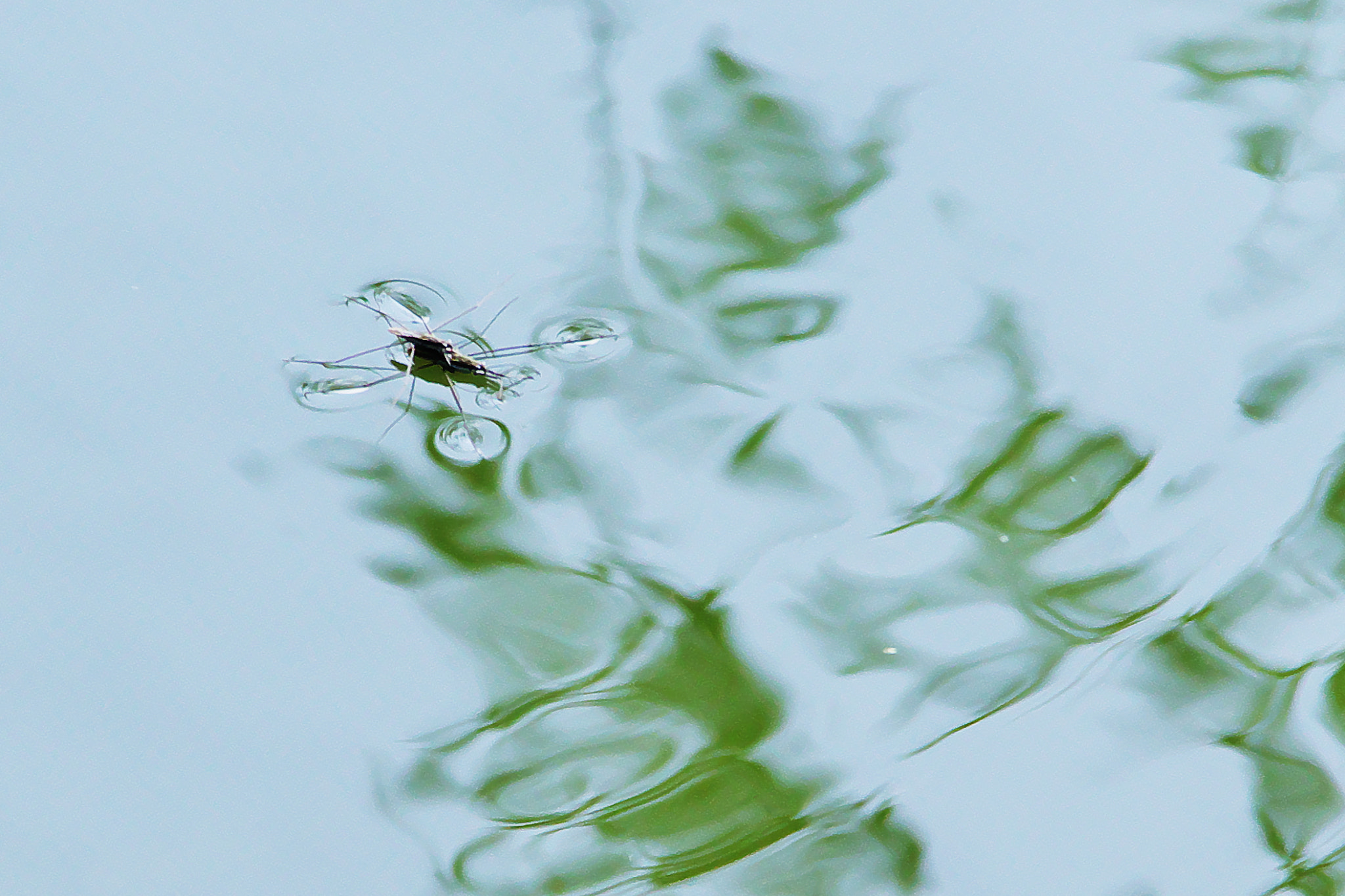 Pentax K-70 sample photo. Water strider photography