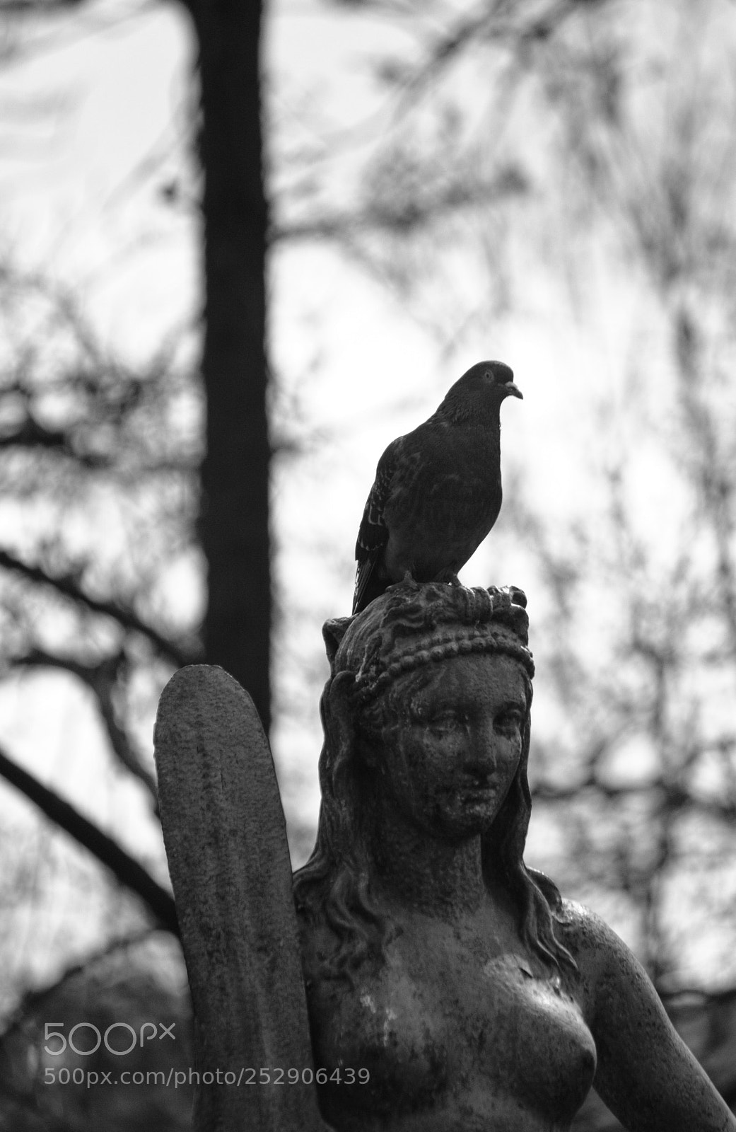 Canon EOS 600D (Rebel EOS T3i / EOS Kiss X5) sample photo. Bird. on statue.  photography