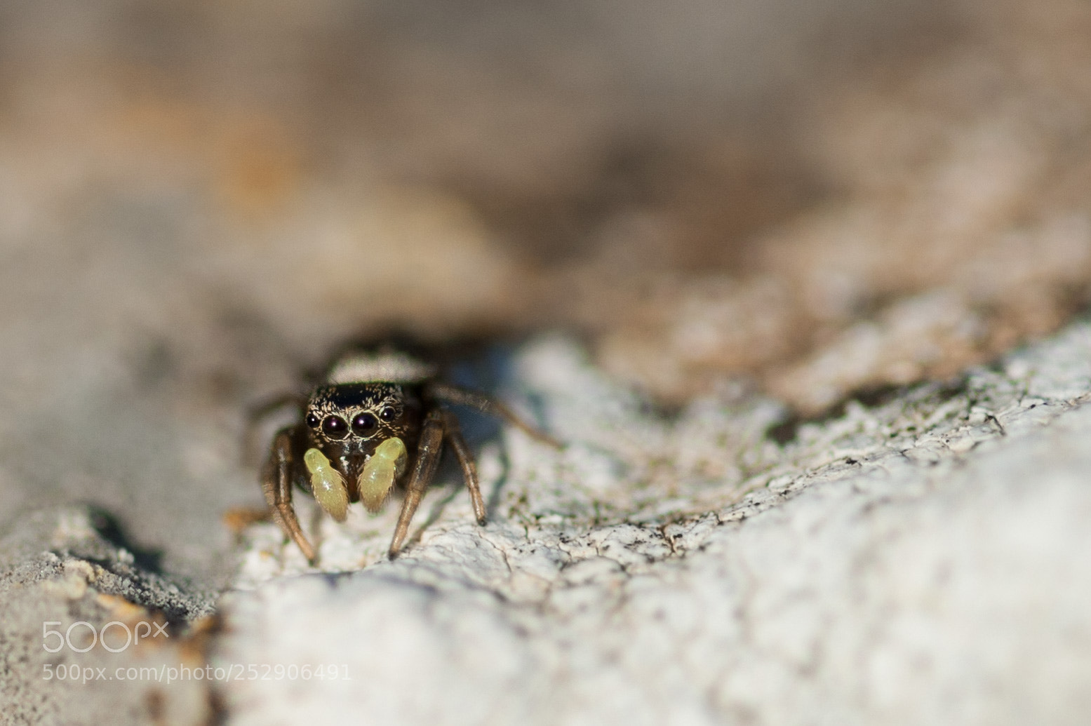 Nikon D700 sample photo. Spider photography