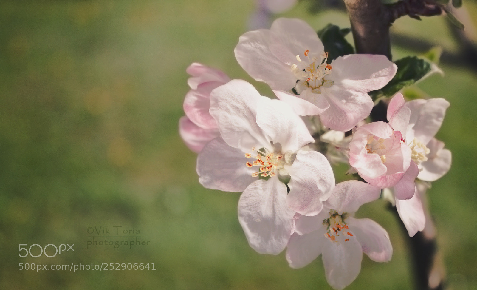 Canon EOS 500D (EOS Rebel T1i / EOS Kiss X3) sample photo. Spring, apple blossom photography
