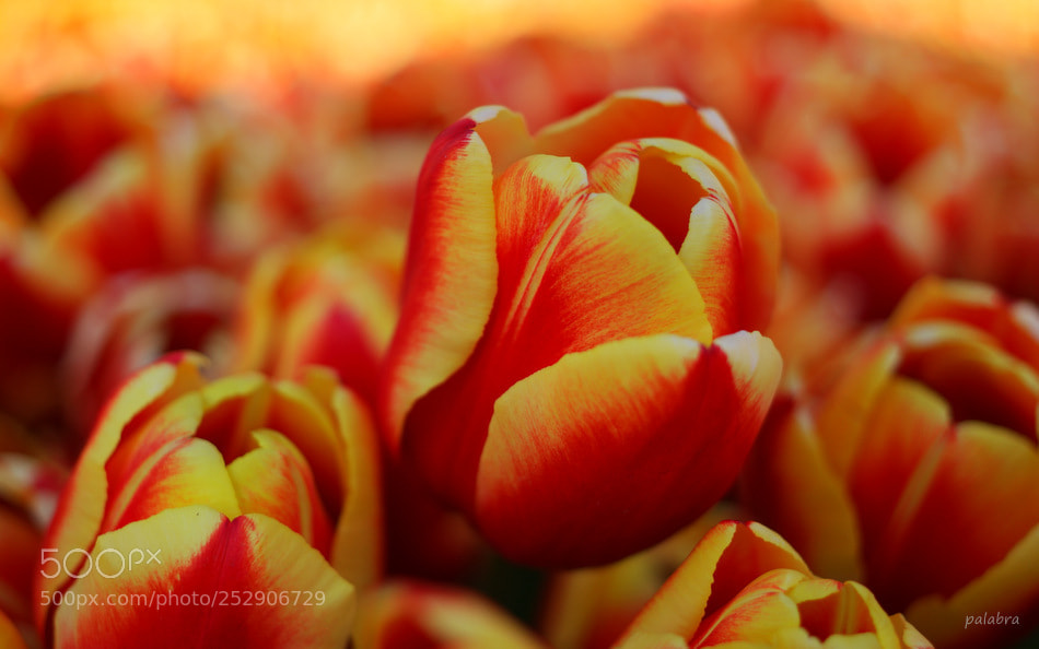 Samsung NX1 sample photo. ... photography