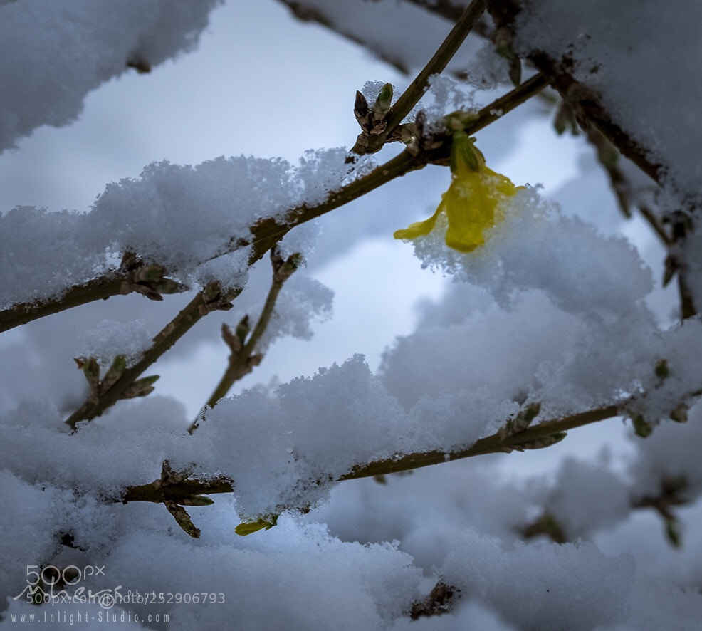 Nikon D850 sample photo. Untitled photography