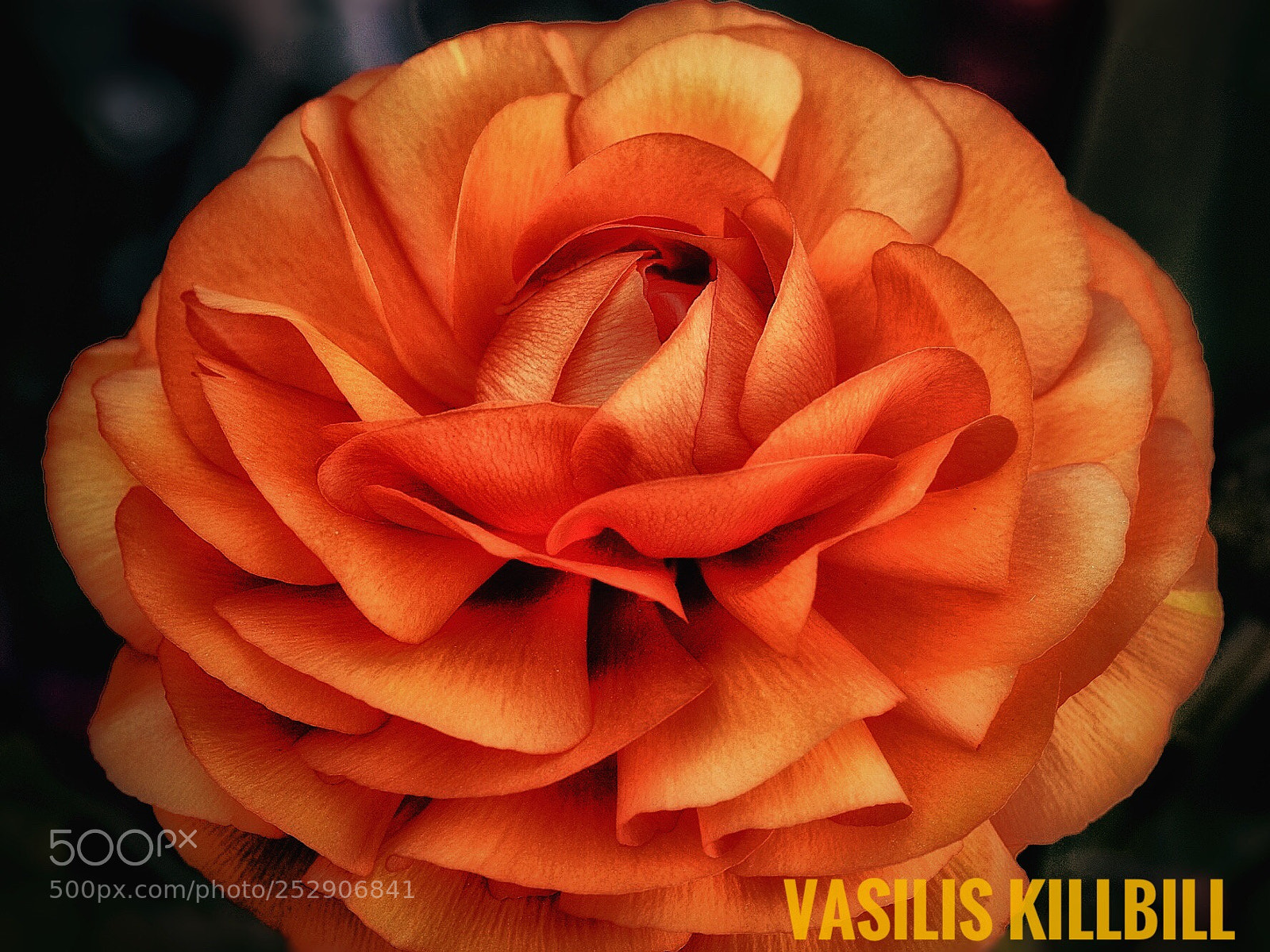 Nikon D7200 sample photo. Untitled photography