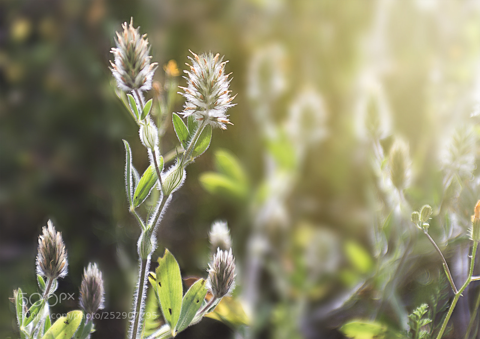 Nikon D600 sample photo. Sea sand flowers photography