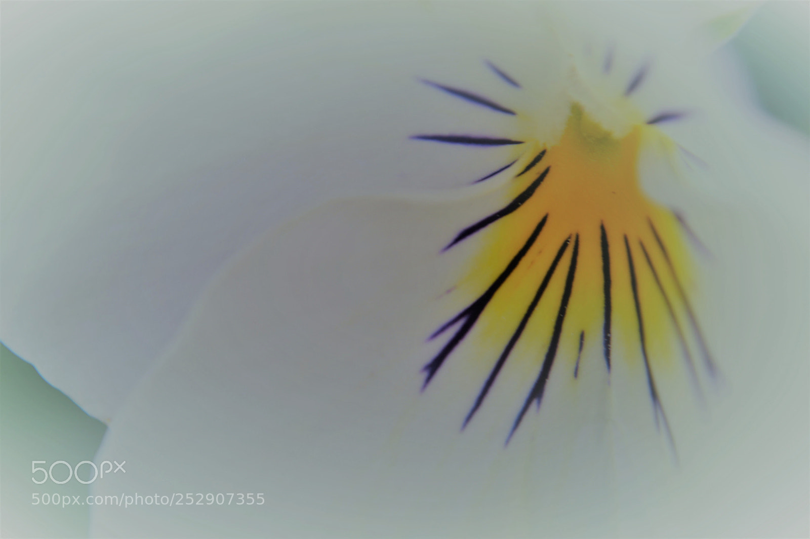 Nikon D3200 sample photo. Inside a flower photography