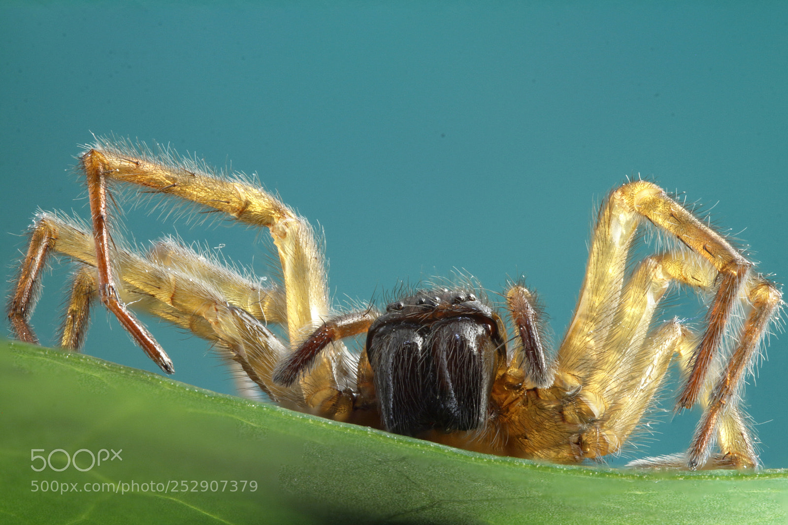 Canon EOS 60D sample photo. Spider photography