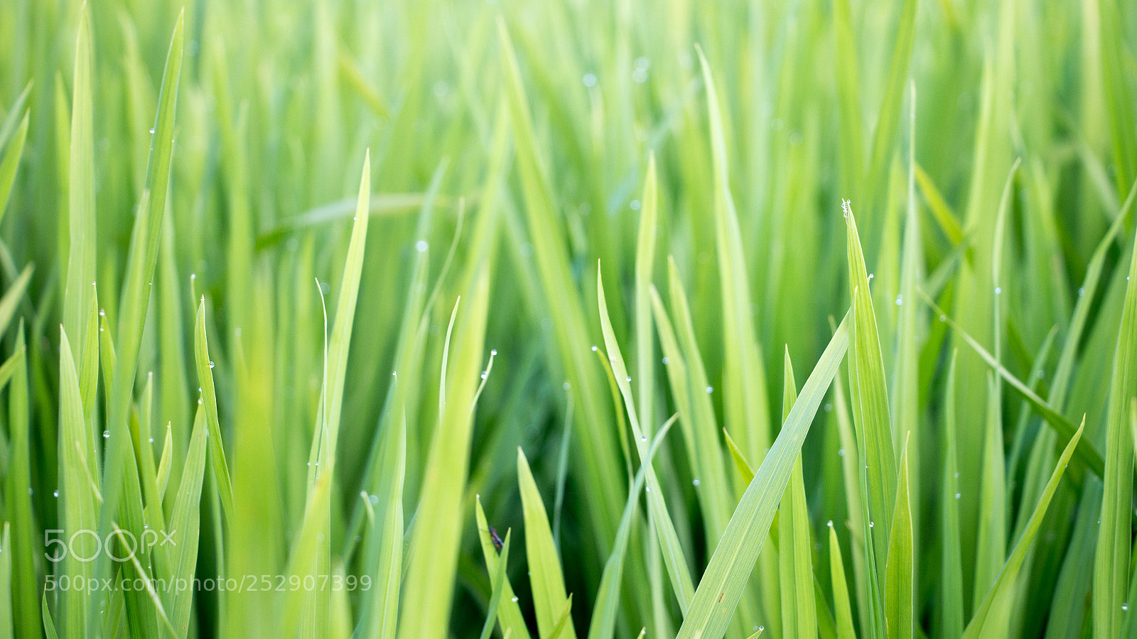 Canon EOS 70D sample photo. Fresh green grasses photography