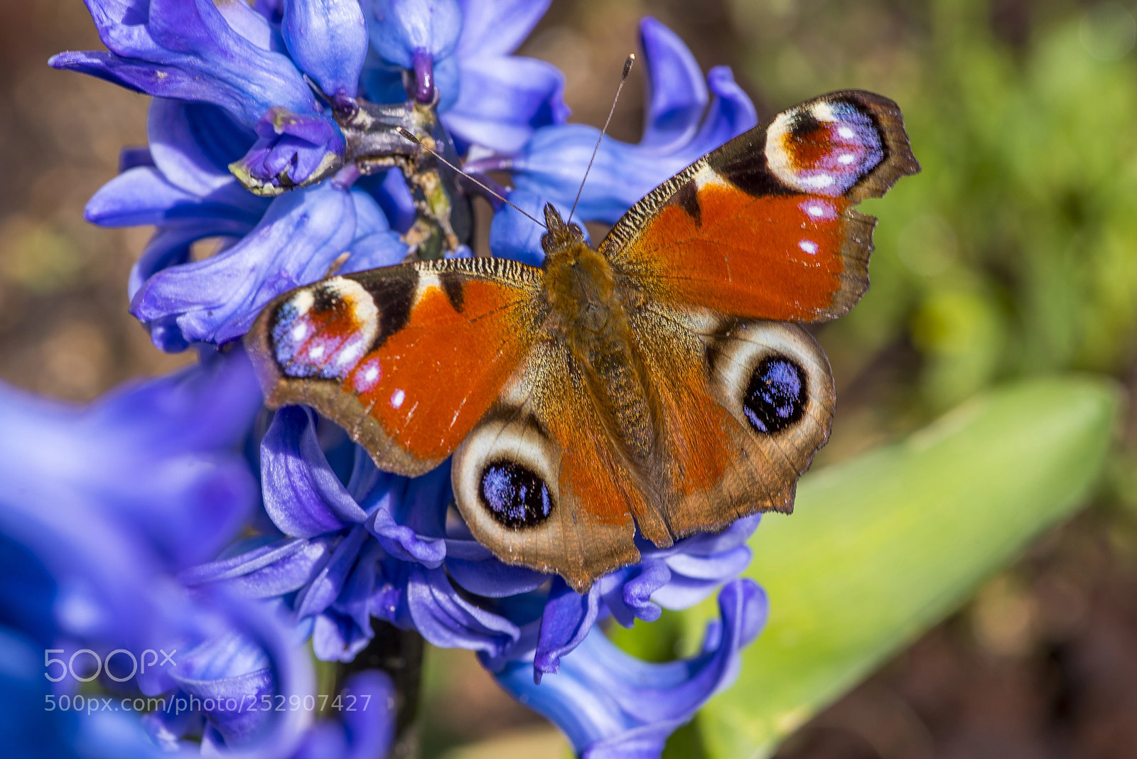 Pentax K-1 sample photo. Early visitor photography