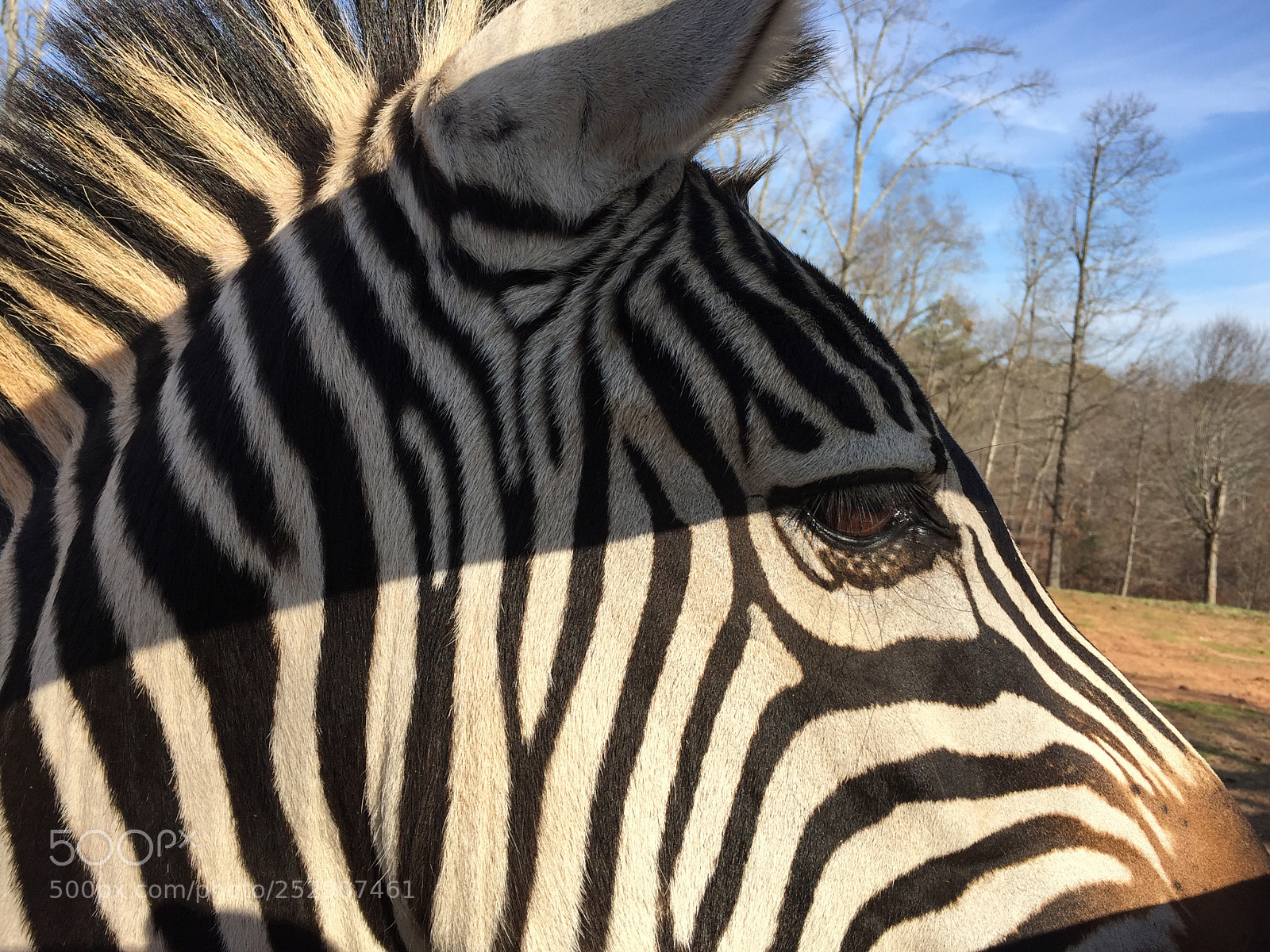 Apple iPhone 6 sample photo. Copy photography