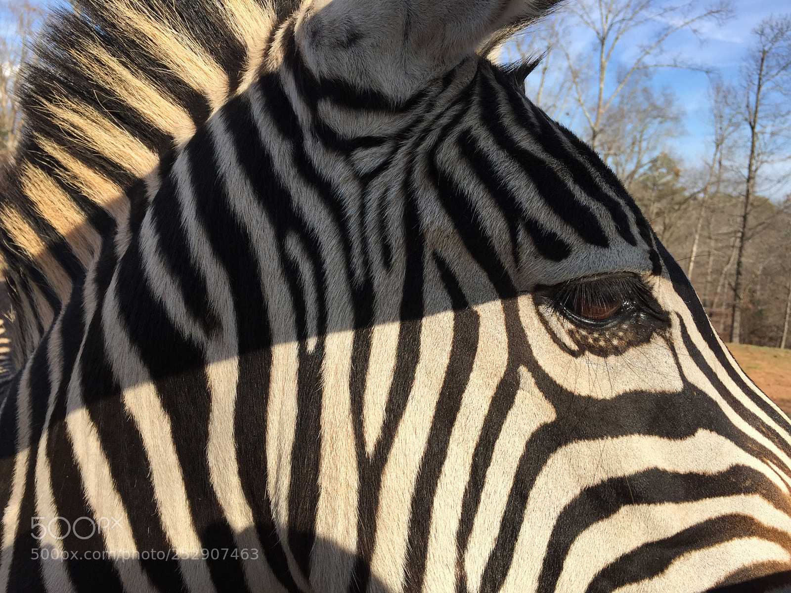 Apple iPhone 6 sample photo. Copy photography