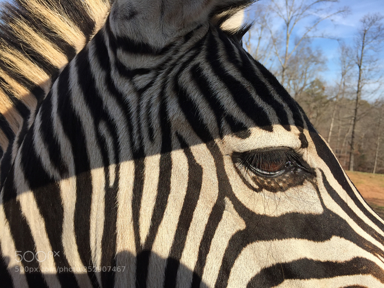 Apple iPhone 6 sample photo. Copy photography