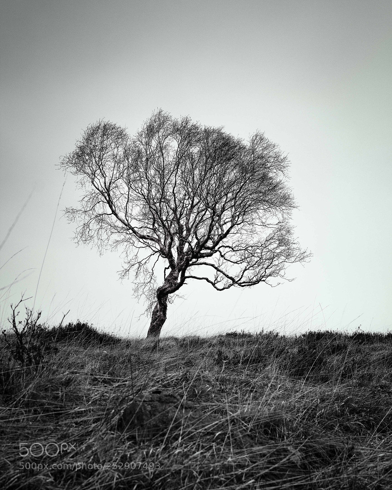 Canon EOS 600D (Rebel EOS T3i / EOS Kiss X5) sample photo. Lone tree photography