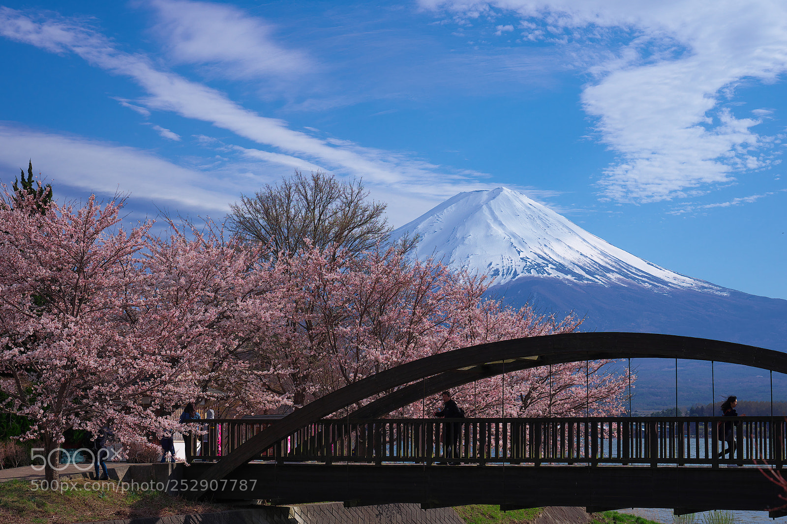 Sony a7 II sample photo. Fuji cherry tree photography