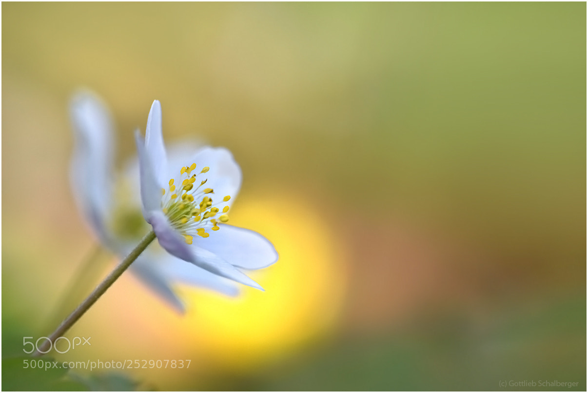 Nikon D7200 sample photo. Spring lights photography