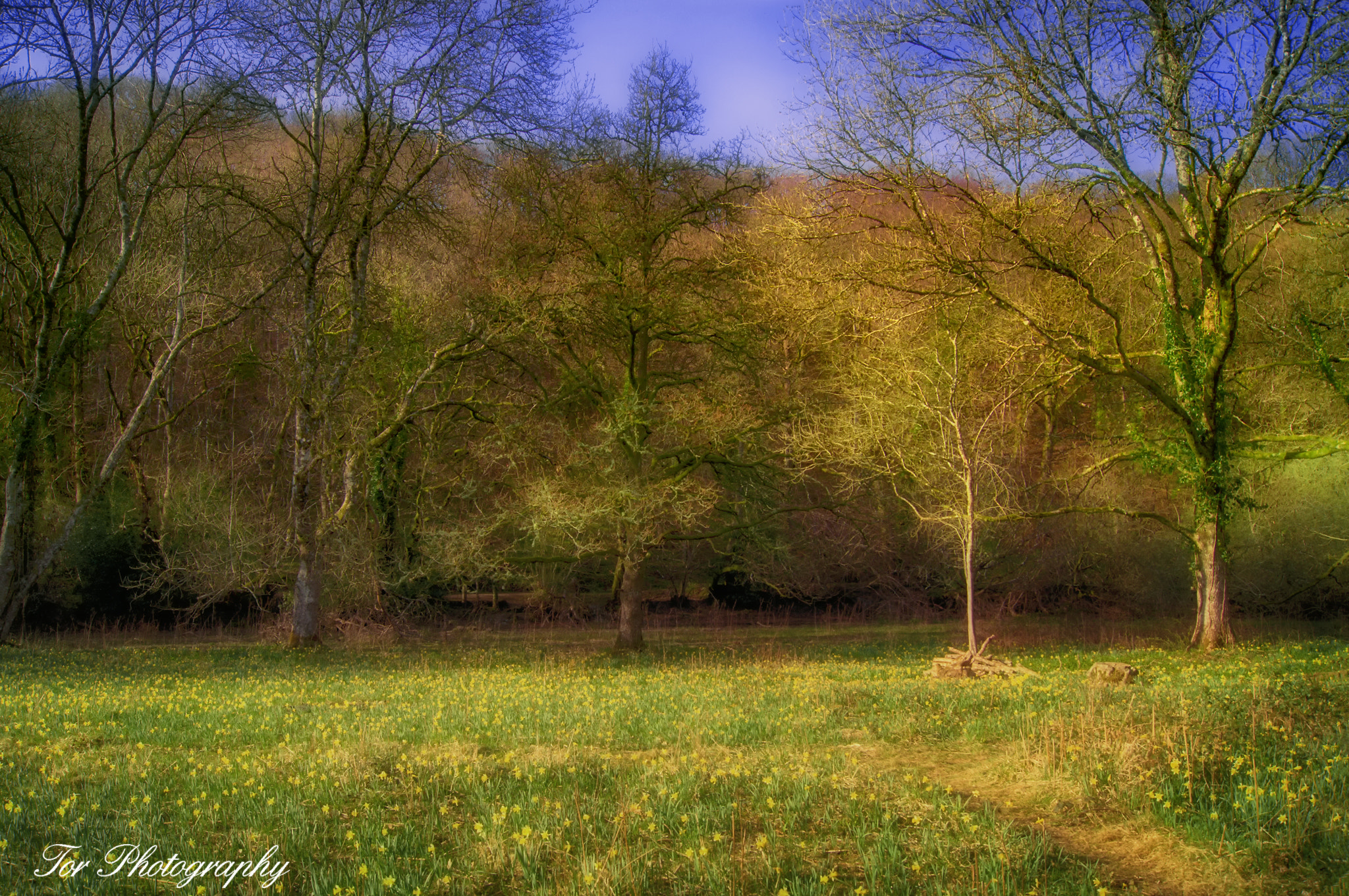 Sony SLT-A35 sample photo. Dunsford wood daffodils photography