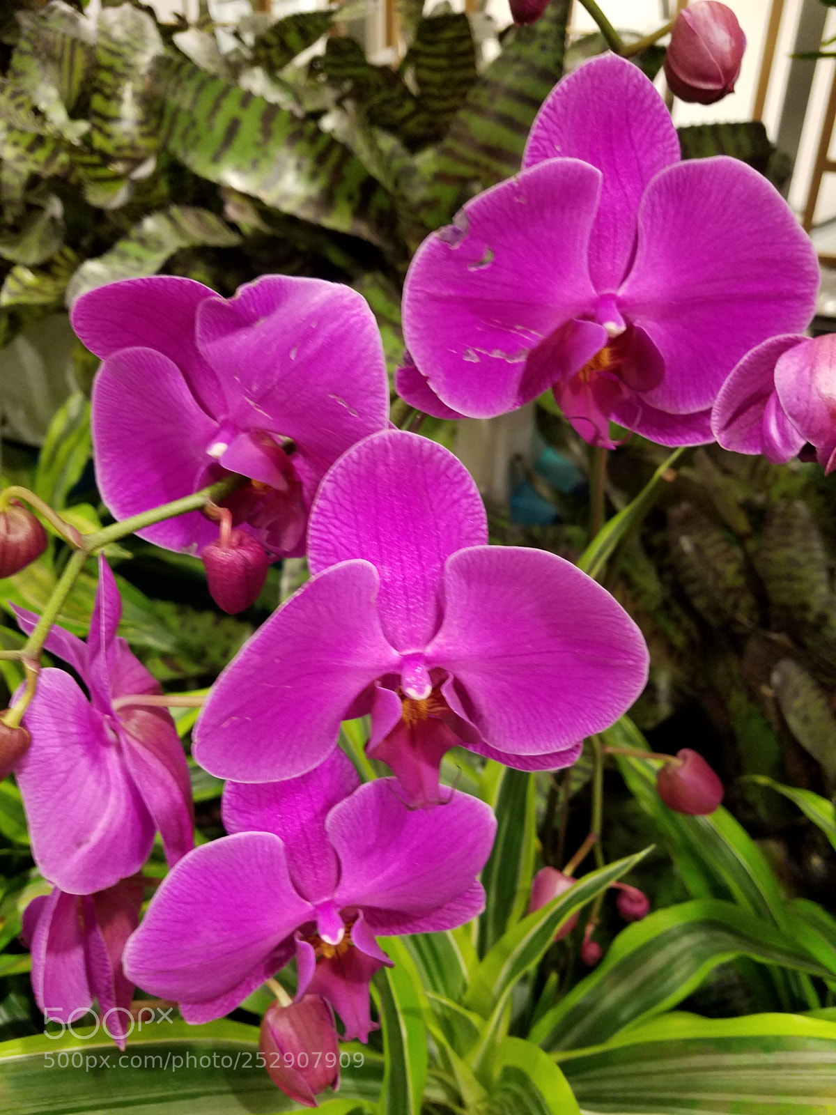 Samsung Galaxy S7 sample photo. Purple orchids.jpg photography