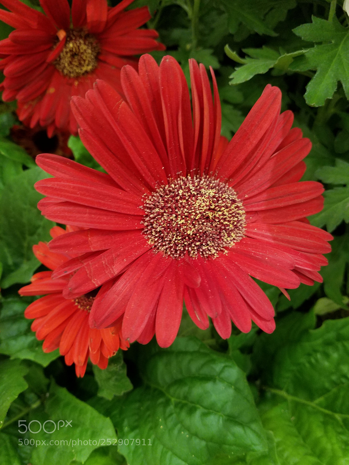 Samsung Galaxy S7 sample photo. Red daisy.jpg photography