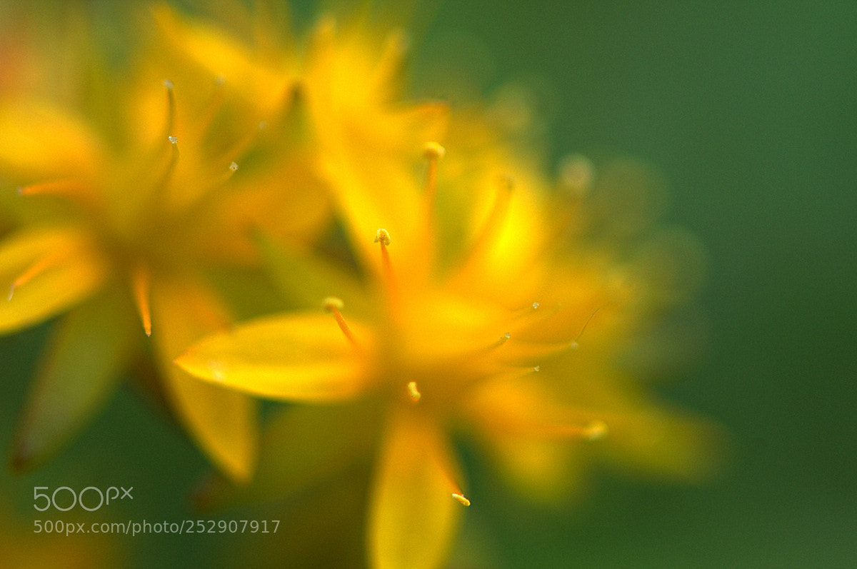 Nikon D300 sample photo. Zariflik photography