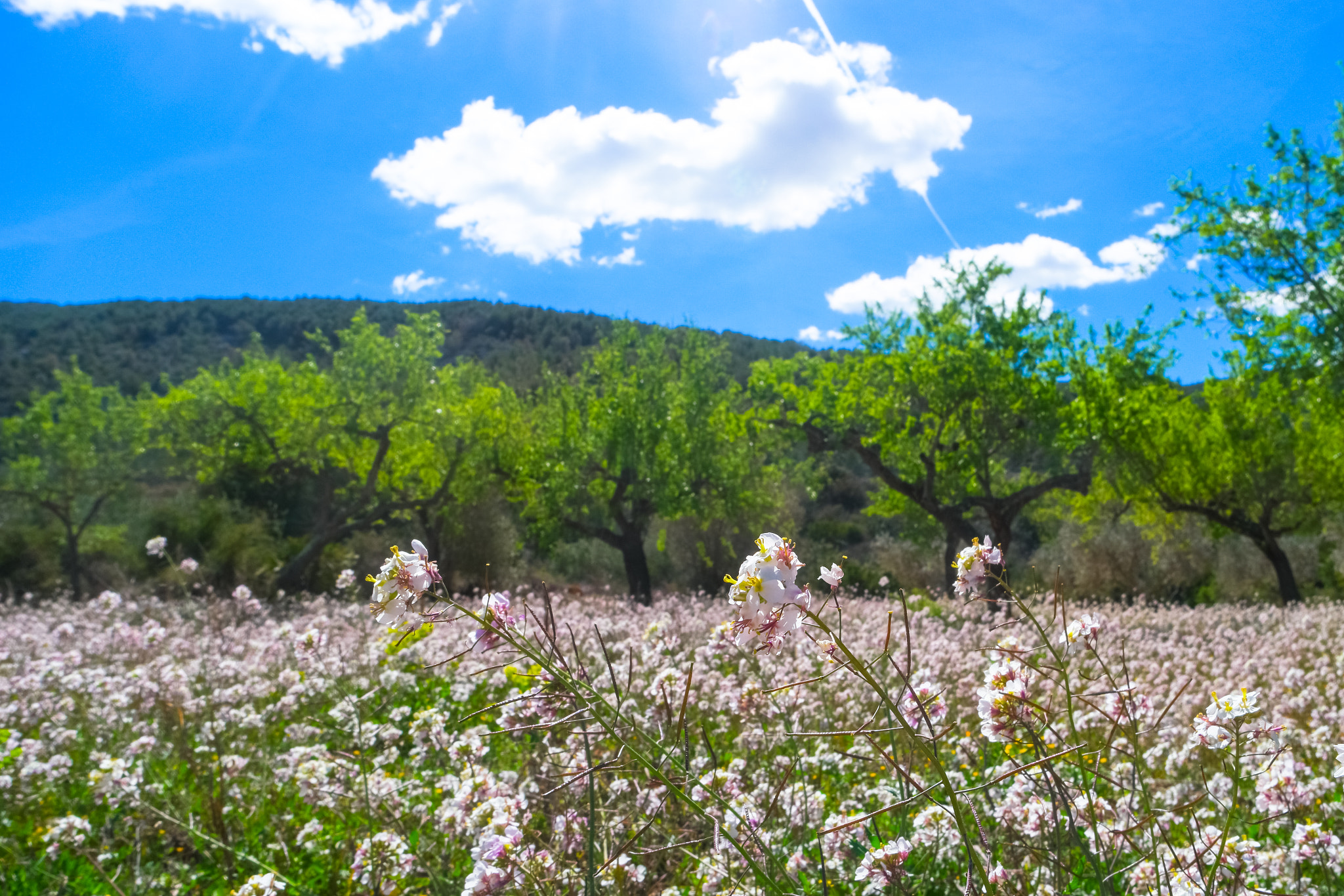 Samsung NX500 sample photo. Bucolic idyll photography
