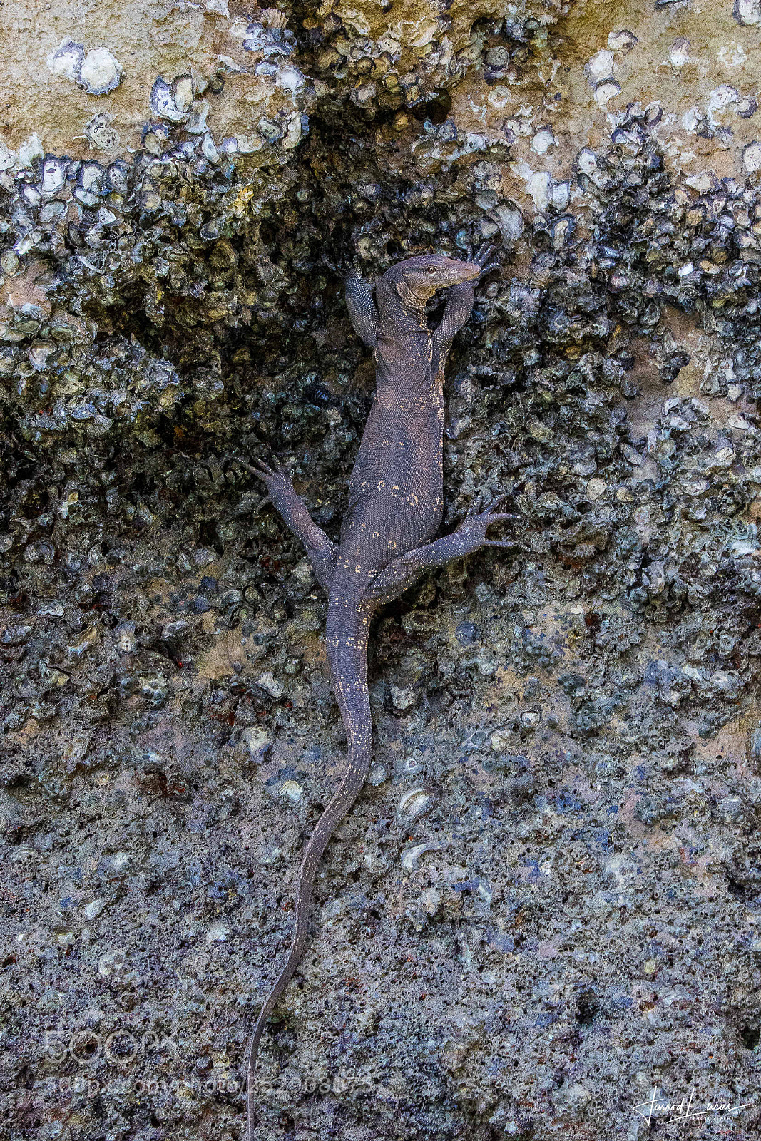 Canon EOS 7D Mark II sample photo. Rock climbing photography