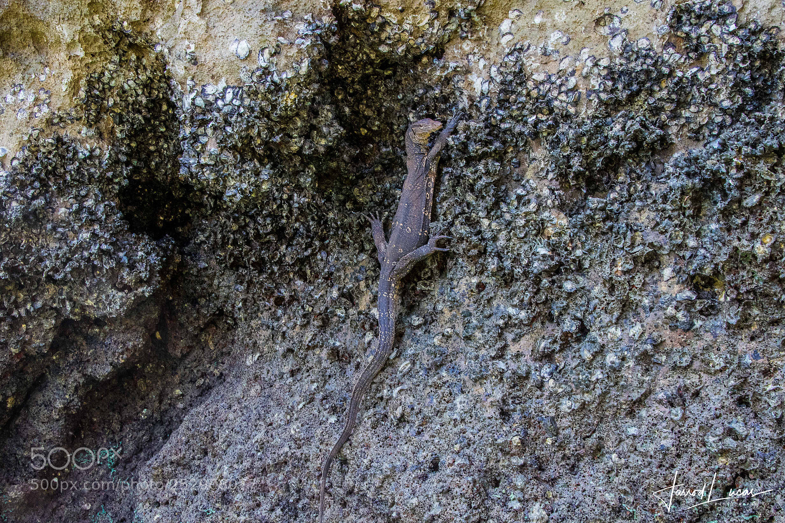 Canon EOS 7D Mark II sample photo. Rock climbing photography