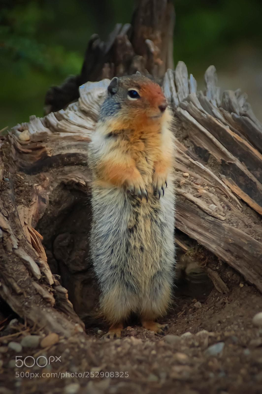 Nikon D50 sample photo. Squirrel photography