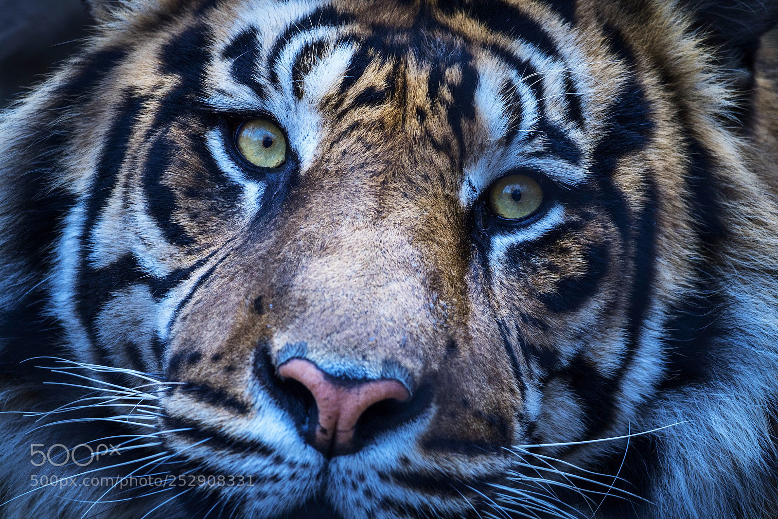 Canon EOS 760D (EOS Rebel T6s / EOS 8000D) sample photo. Sumatran tiger photography