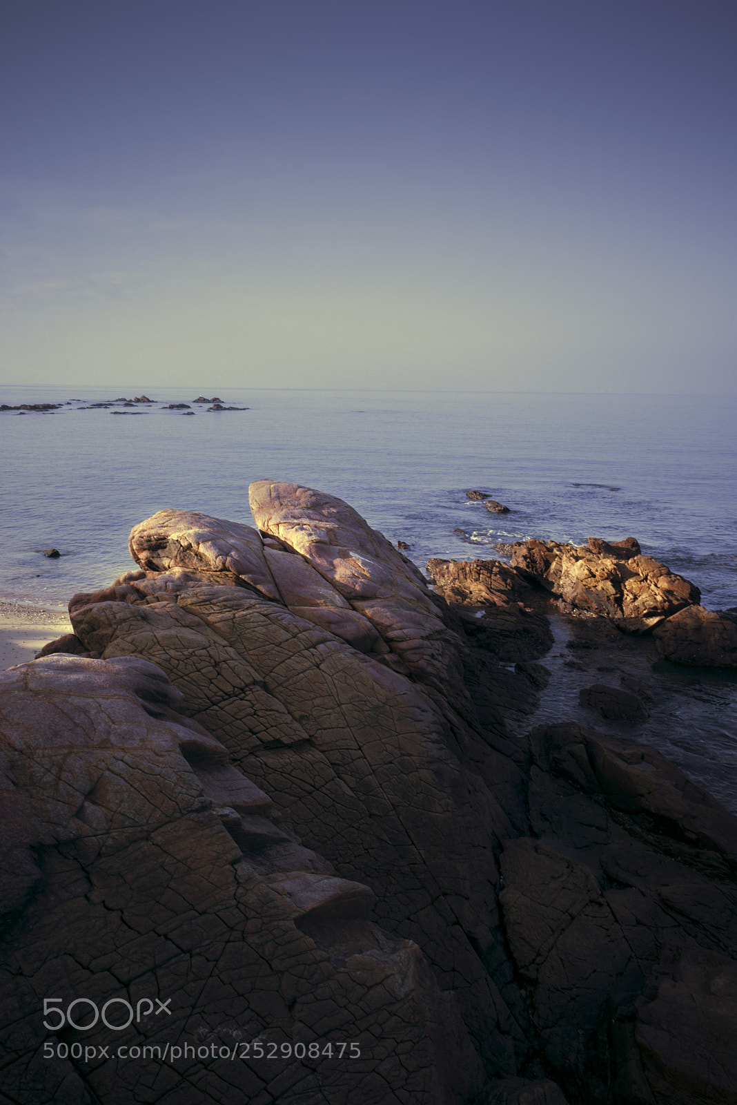 Sony a7R sample photo. Purple and yellow photography