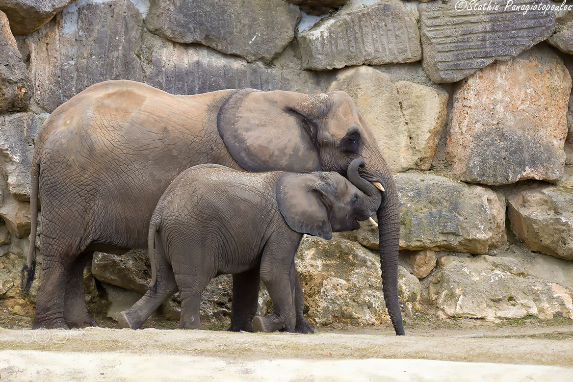 Sony SLT-A77 sample photo. Elephants photography