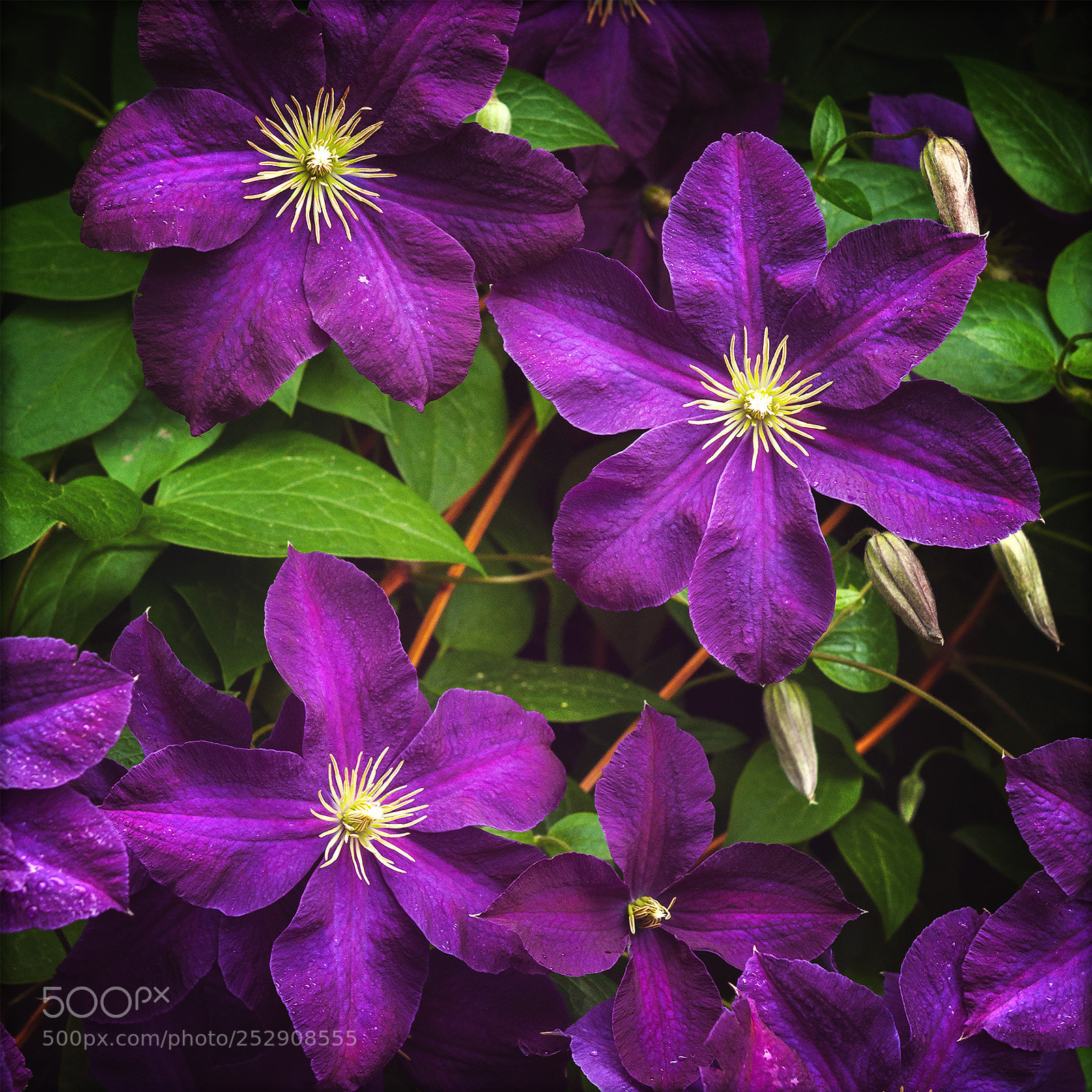 Nikon D90 sample photo. Clematis photography