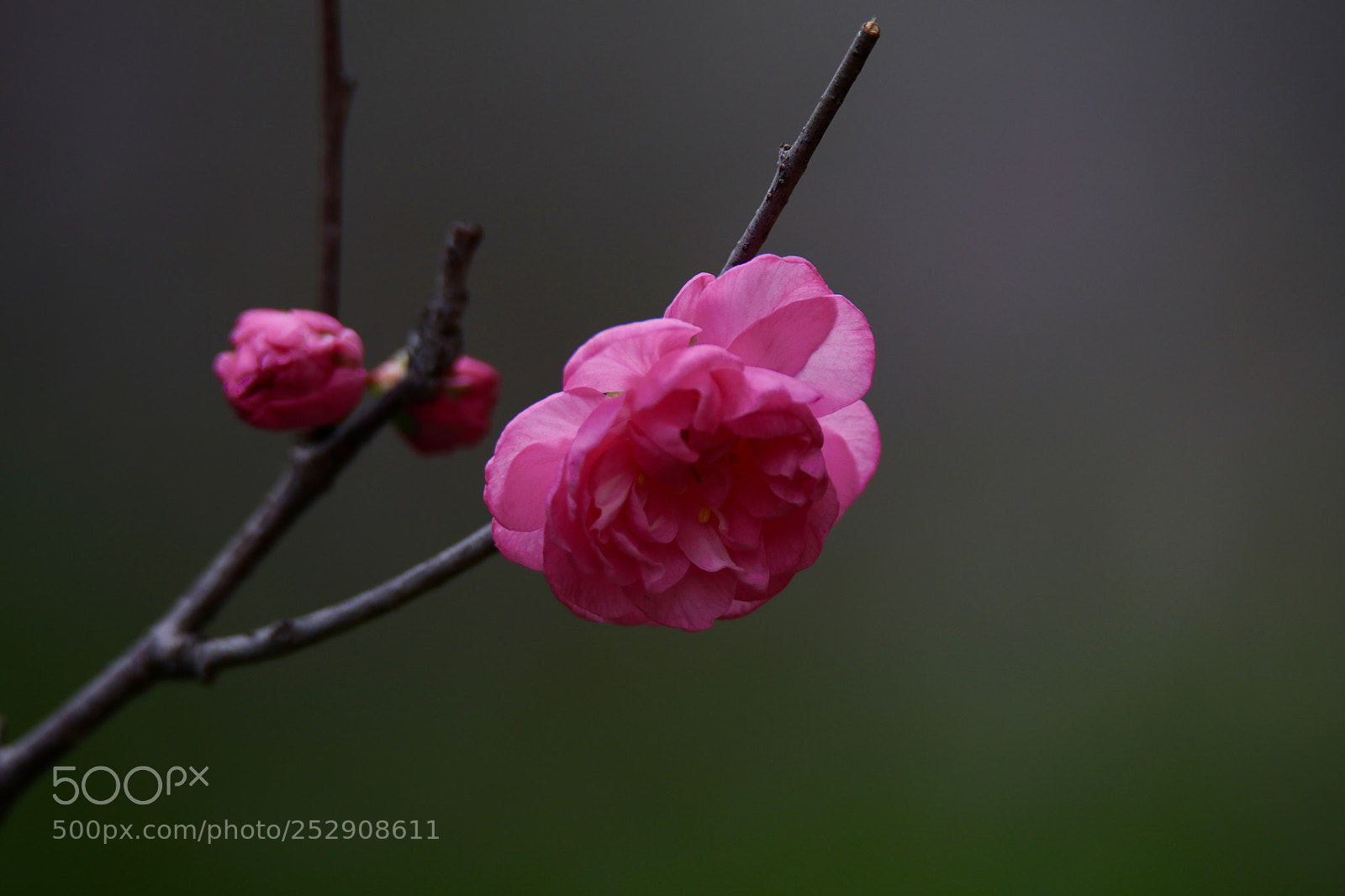 Canon EOS 5D Mark IV sample photo. Untitled photography