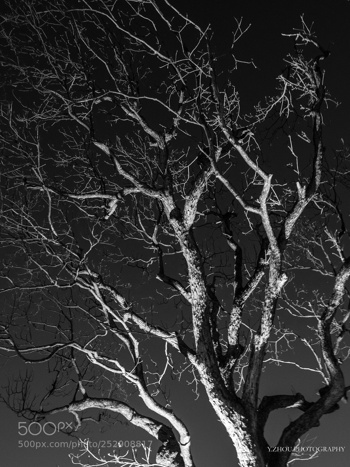 Olympus OM-D E-M1 Mark II sample photo. Tree photography