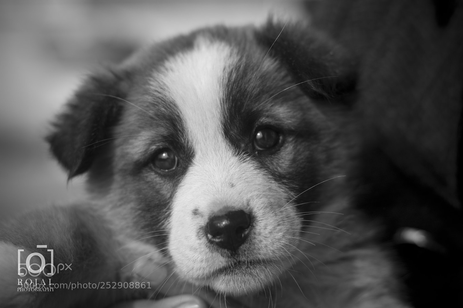 Nikon D7200 sample photo. Cuteness overload photography