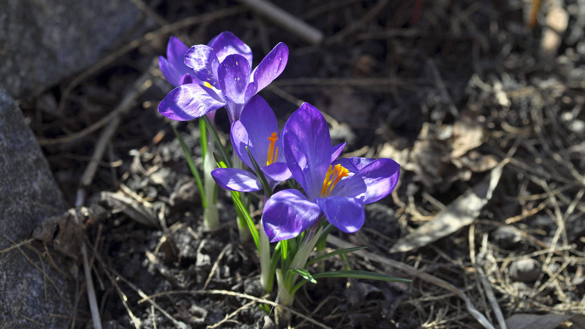 Nikon D90 sample photo. Crocus photography