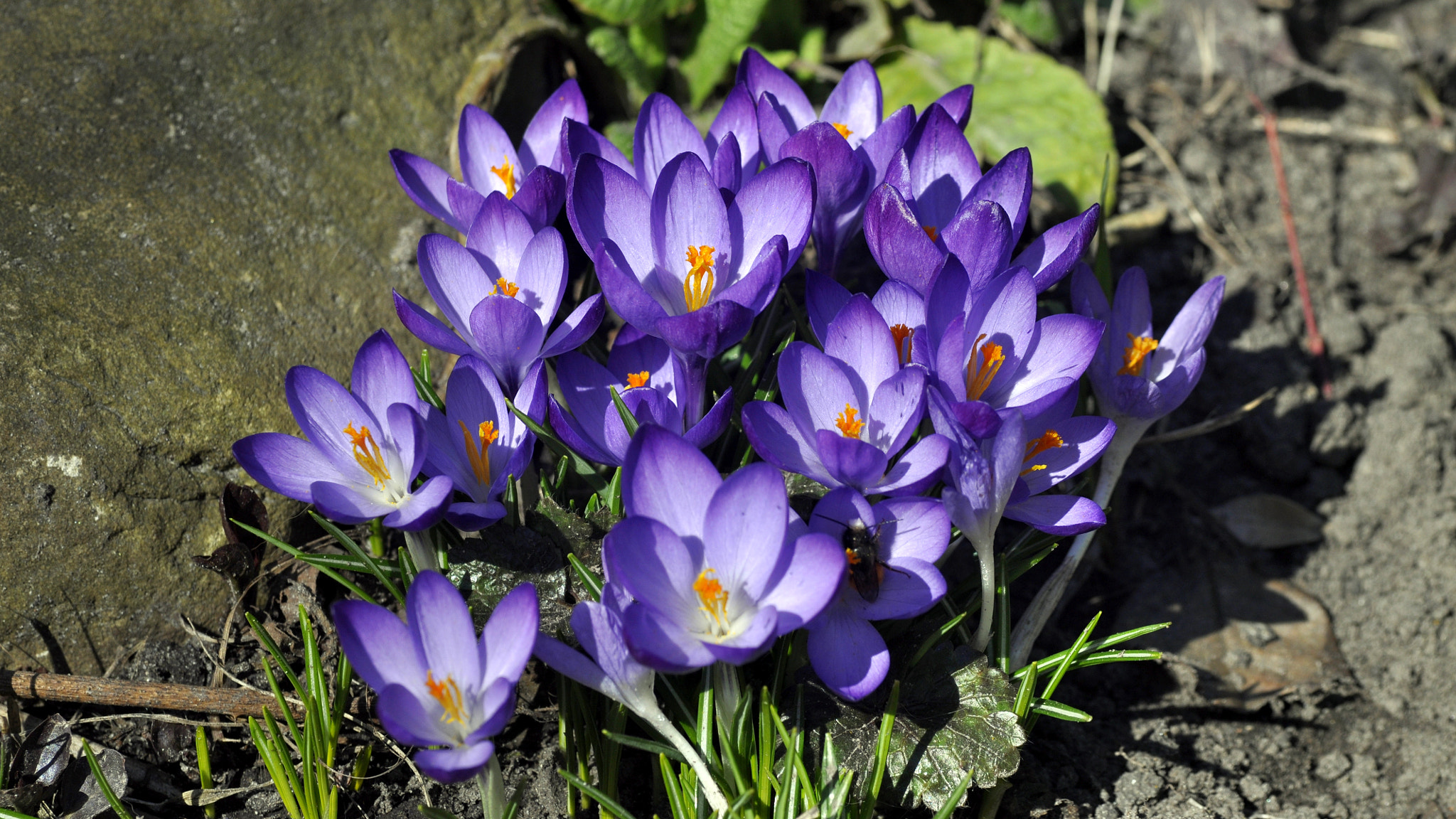Nikon D90 sample photo. Crocus photography