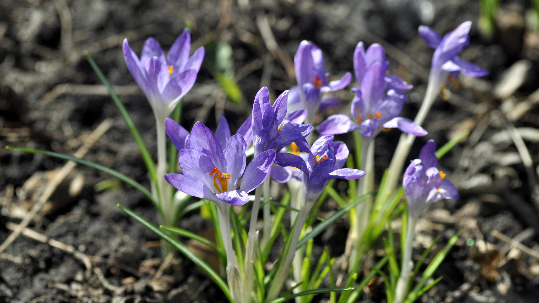 Nikon D90 sample photo. Crocus photography