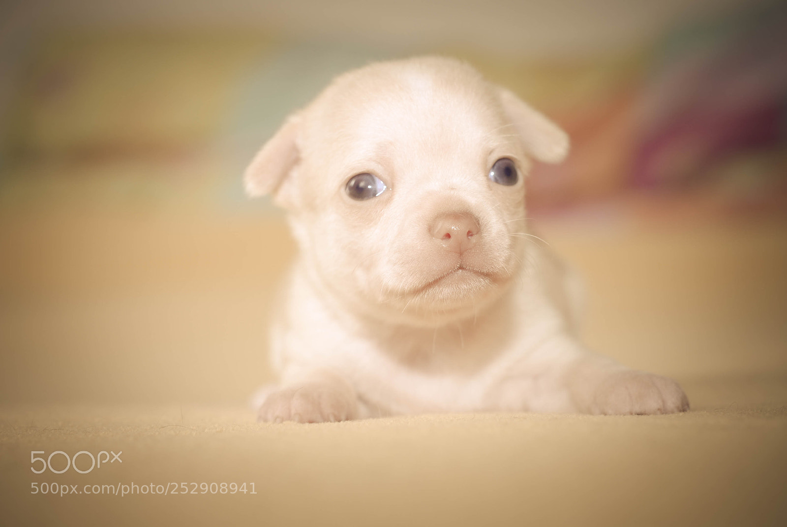 Nikon D200 sample photo. Dog photography