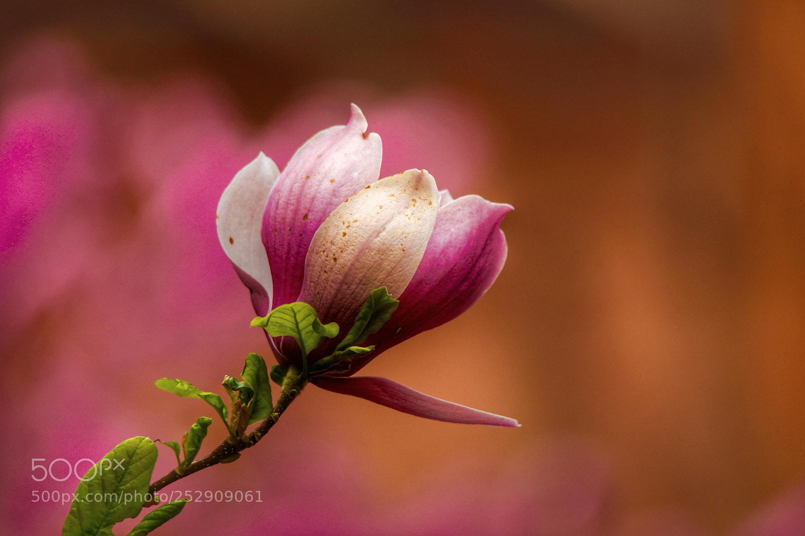Canon EOS 5D Mark IV sample photo. Untitled photography