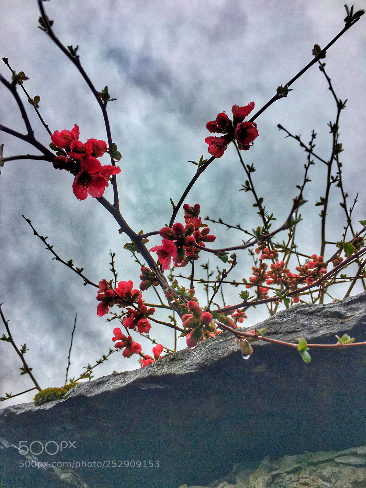 Apple iPhone 6s sample photo. Rainy day of spring photography