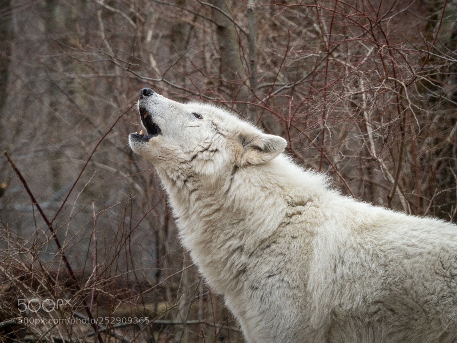 Olympus OM-D E-M1 Mark II sample photo. Howling with my pack photography