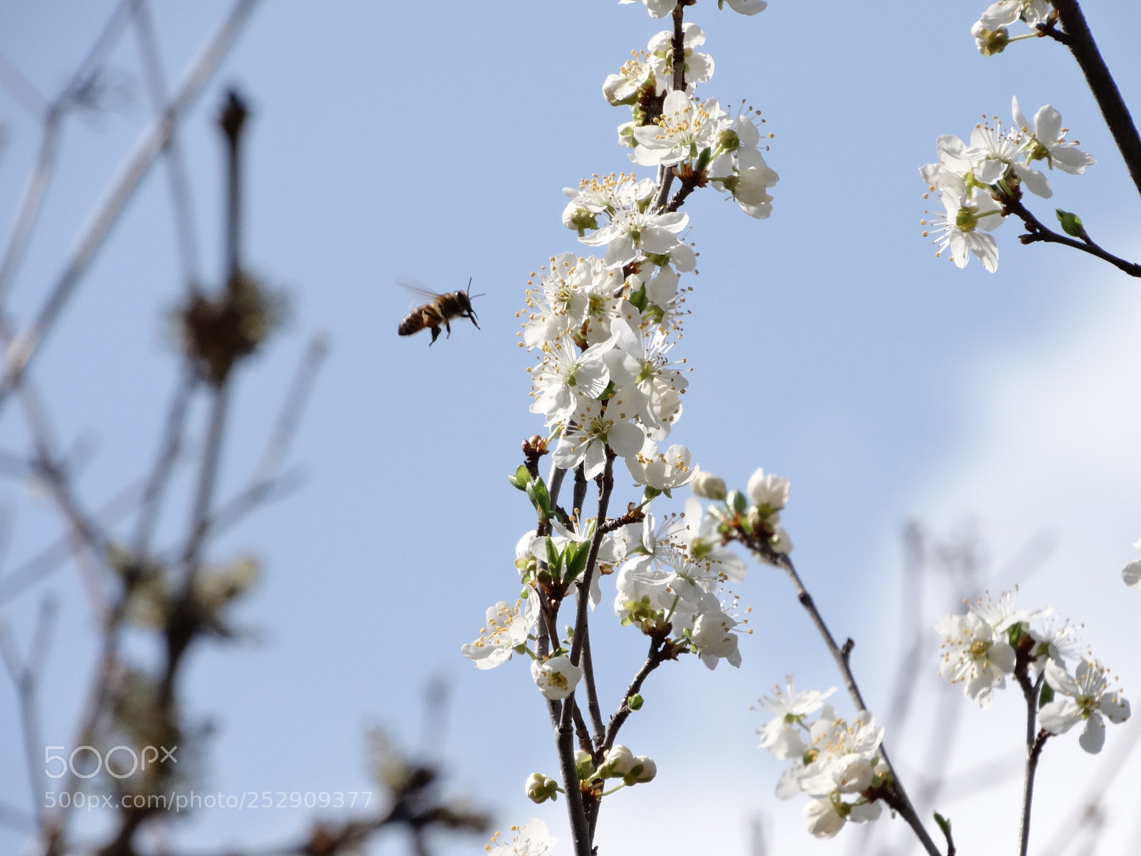 Sony Cyber-shot DSC-HX300 sample photo. Bee on a tree photography