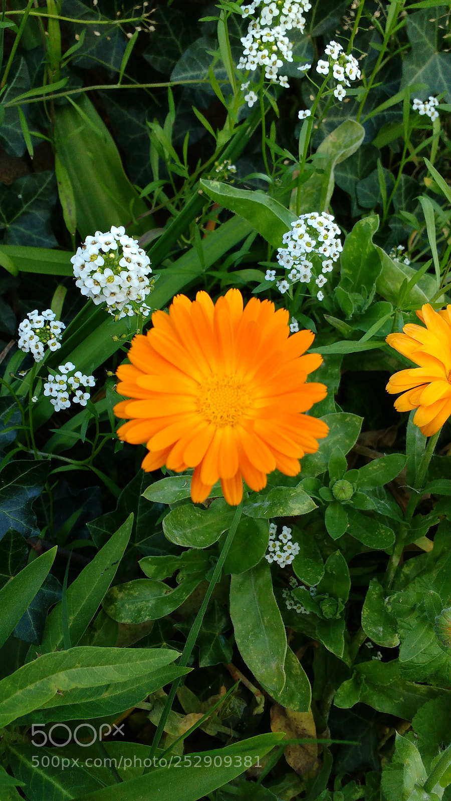 Motorola MotoG3 sample photo. Orange flower photography