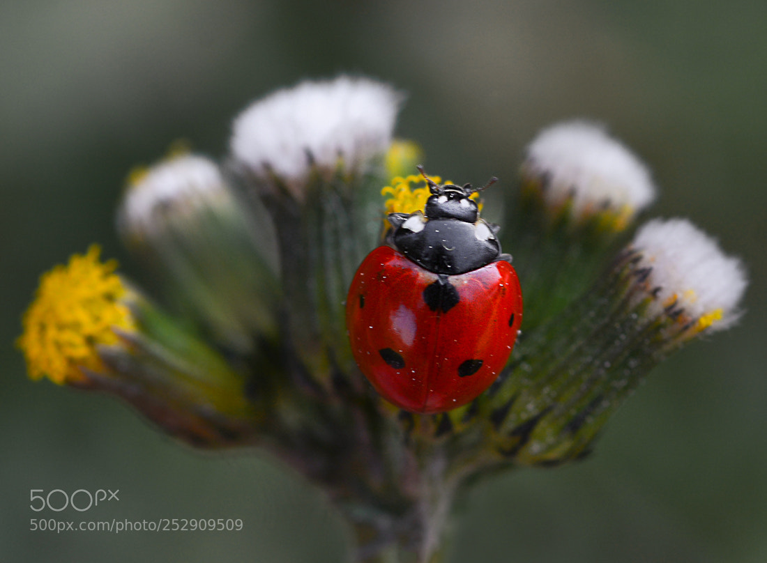 Nikon D7100 sample photo. Ladybug photography