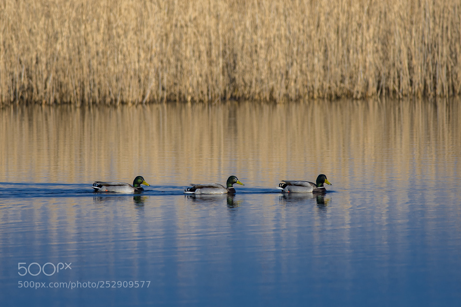 Nikon D850 sample photo. Ducks in a row photography