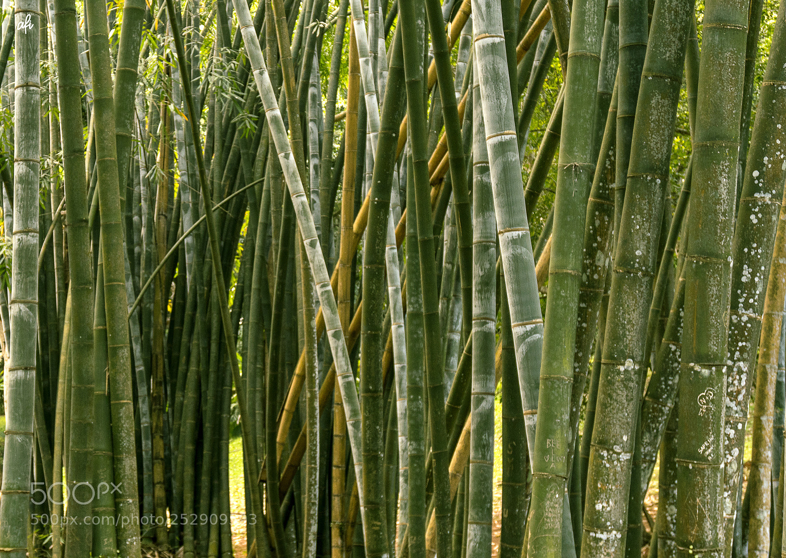 Sony a6300 sample photo. Stripes photography