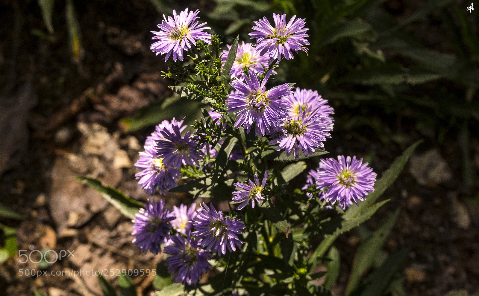 Sony a6300 sample photo. Blossoms of happiness photography