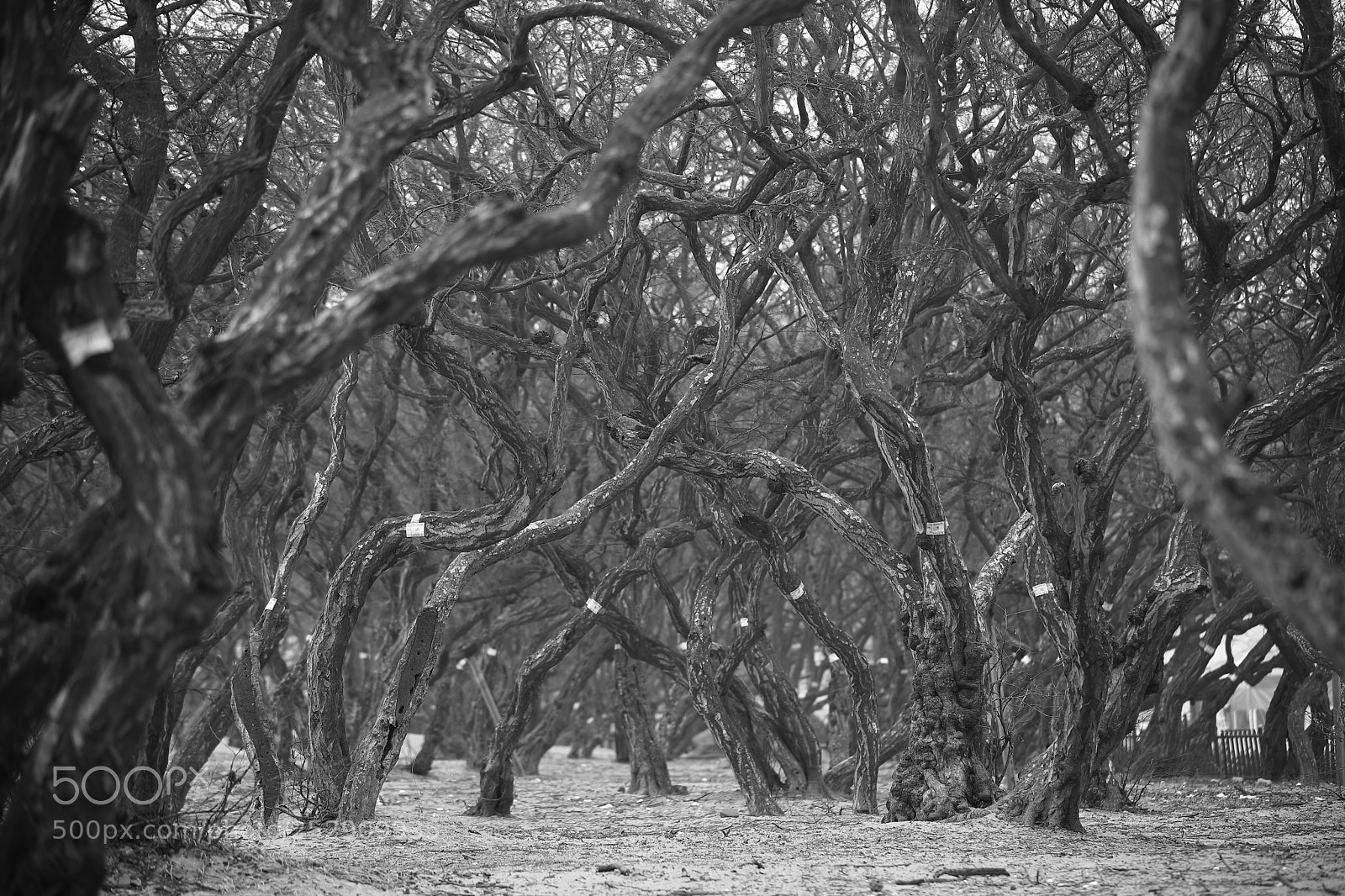 Canon EF 70-200mm F2.8L IS II USM sample photo. Forest photography
