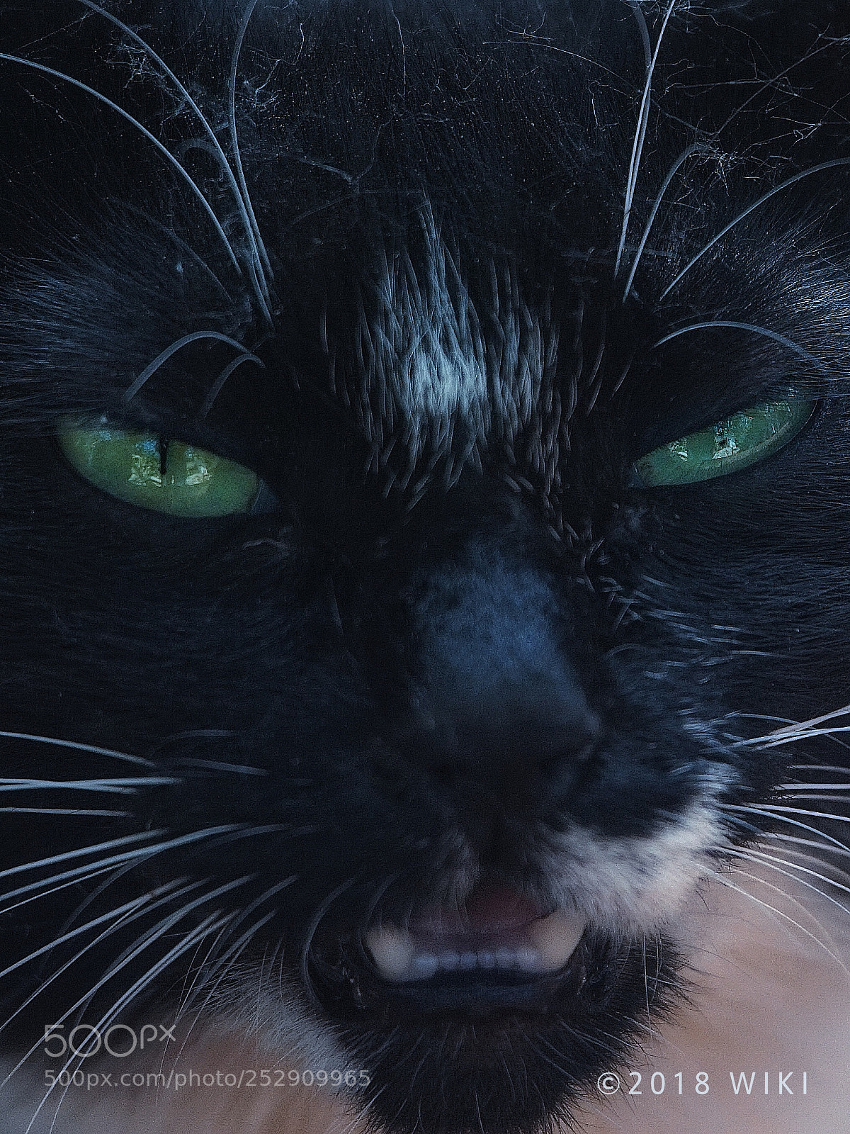Sony a5100 sample photo. Cat photography